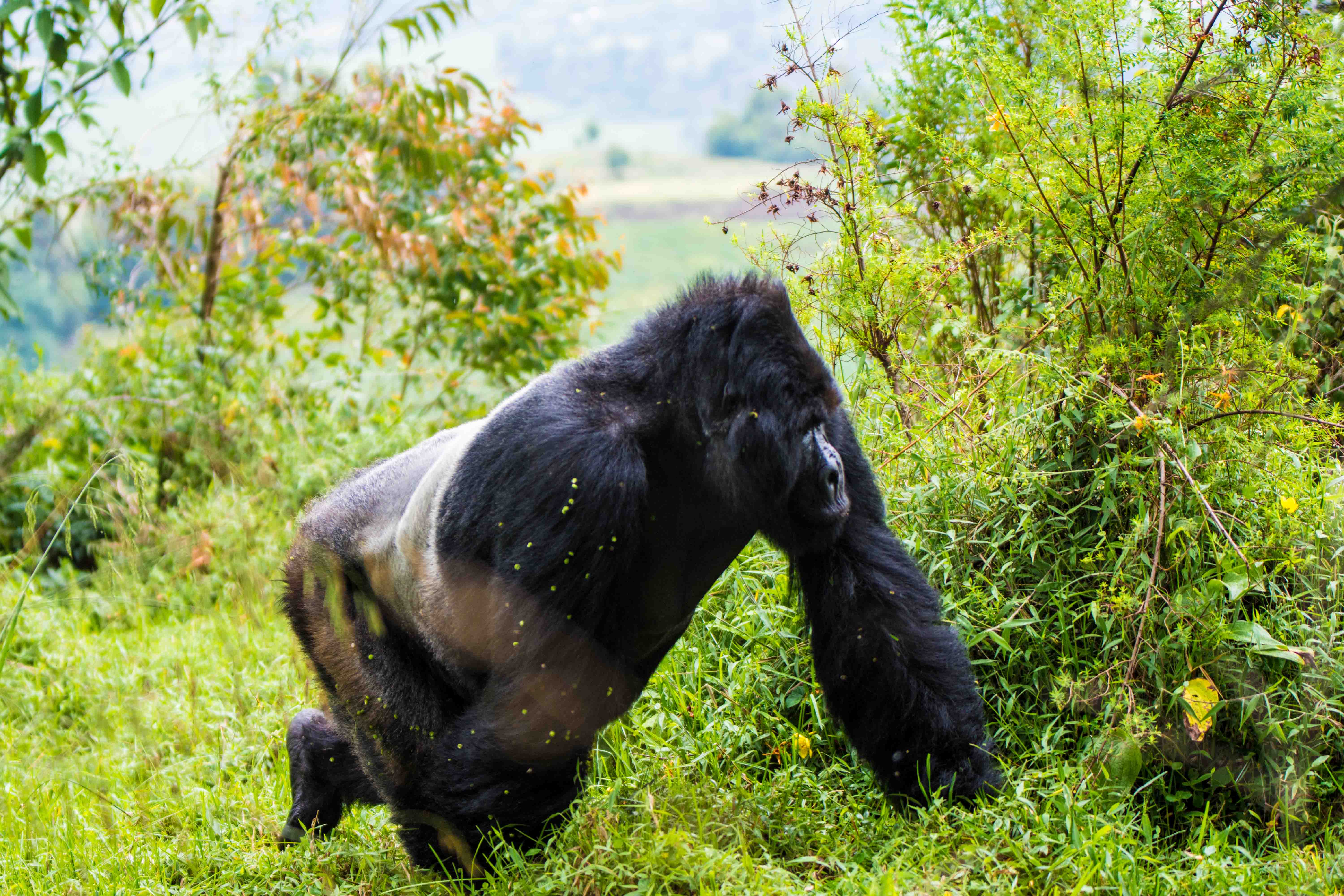 Uganda tourist visa